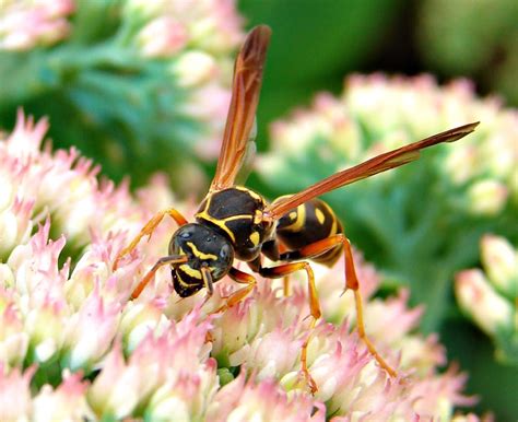 Wasp venom could treat breast cancer - ShinyShiny