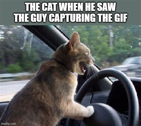 The guy jumps up over a car the cat is driving in. - Imgflip