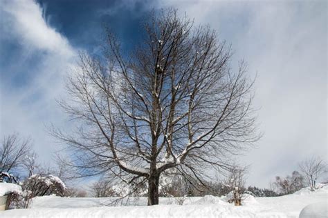 Single Snow Covered Tree in Winter Mountain Scene, Winter Resort ...