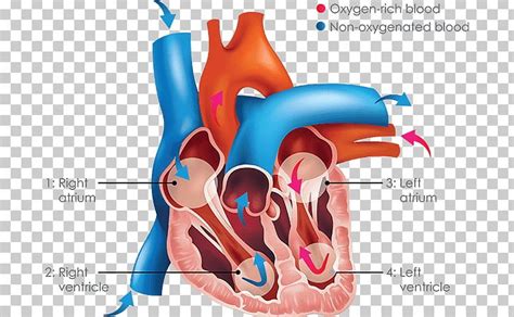 Inferior Vena Cava Superior Vena Cava Venae Cavae Vein Heart PNG, Clipart, Anatomy, Aorta ...