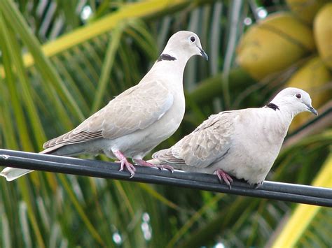 Eurasian Collared Dove Facts, Range, Habitat, Diet, Pictures