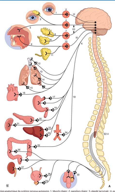 Figure 5 from Hypotension orthostatique : physiopathologie, diagnostic ...