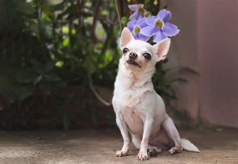 Senior Chihuahua Trains Puppy to Follow Basic Commands in Heartwarming ...