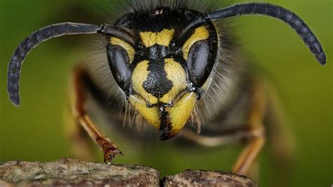 How to get rid of wasps, yellow jackets