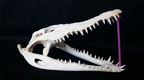 Nile Crocodile skull - Crocodylus niloticus - 33cm - CITES - Catawiki