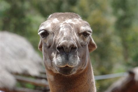 Funny Llama face | Llama pictures, Funny llama, Llama face