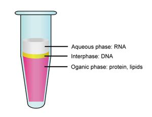 Total Protein Extraction by TRIzol Protocol - Creative Diagnostics