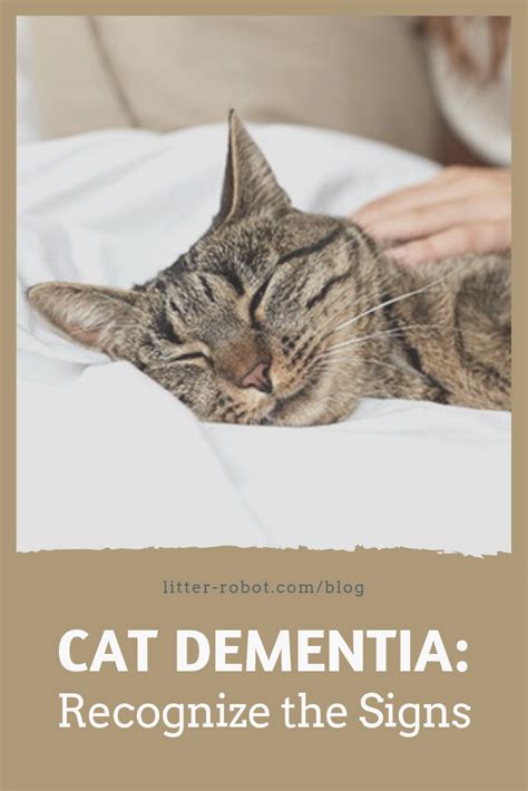 Cat Dementia: Recognize the Signs – Litter-Robot Blog