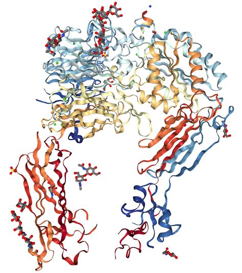 Integrin alpha V/ITGAV Protein Overview | Sino Biological