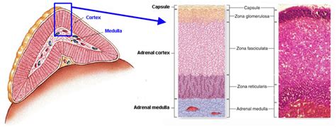 Organs Of The Body: Adrenal Gland - Stepwards