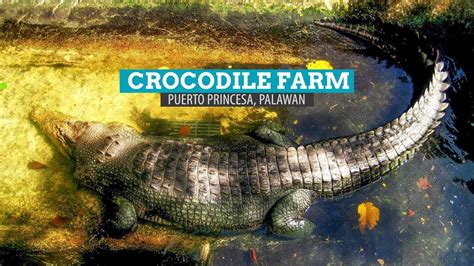 Crocodile Farm: Palawan Wildlife Rescue Center in Puerto Princesa, Philippines | The Poor ...