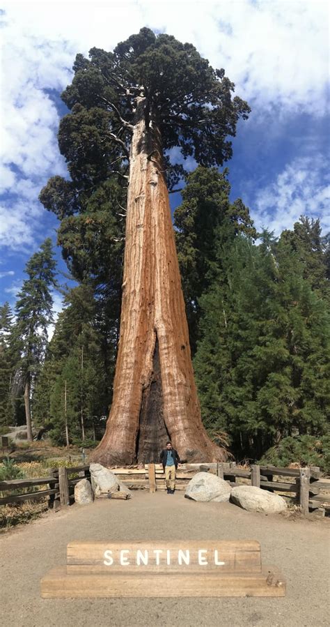 At about 2160 yo, this is the 13th tallest tree in Giant Forest in Sequoia National Park ...