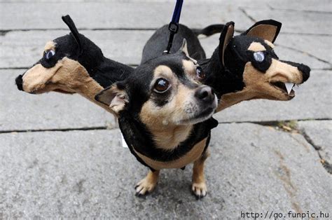 Funny Dogs In Costumes-Dresses Photos | Funny Collection World