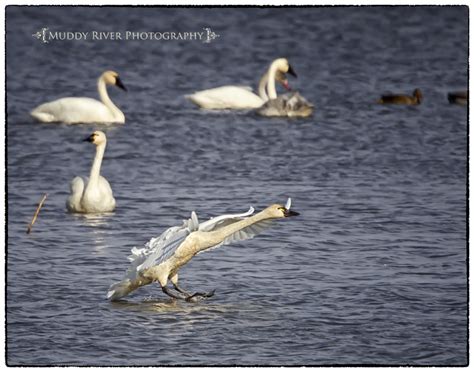 The fall Tundra Swan migration at Weaver, Minnesota