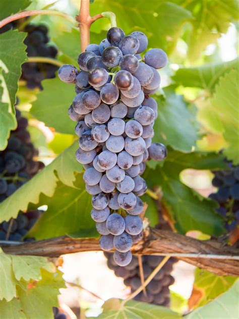 Sangiovese: what it tastes like, the best winemakers, and more