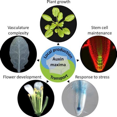 Local auxin biosynthesis is a key regulator of plant development ($) (Devel Cell) | Plantae