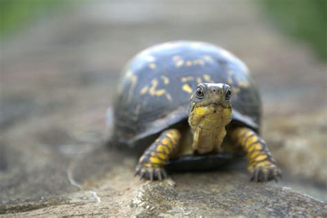 Eastern Box Turtle 01 | Good Nature Travel Blog