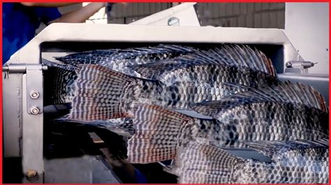 Amazing Tilapia Farm - Tilapia Fish Harvesting technology - Automatic Fish Processing Line ...