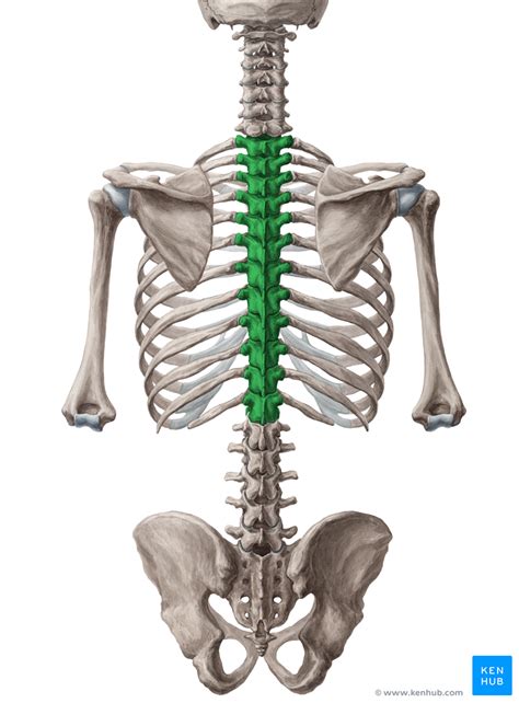 Thoracic Vertebrae - Anatomy, Function, Definition | Kenhub