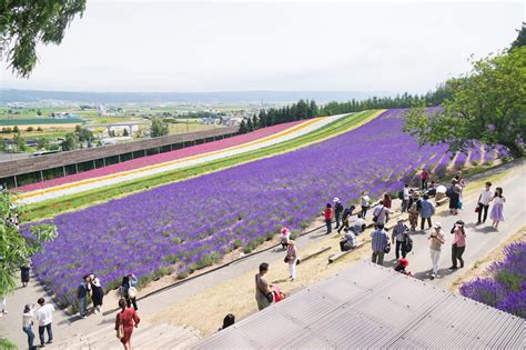 In Summer, the Hills of Furano Turn Lavender | Nippon.com