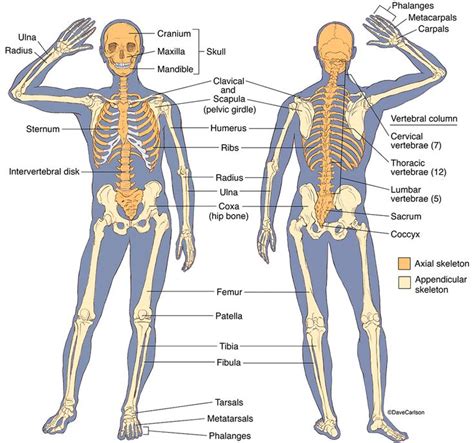 Illustration of anterior and posterior views of human skeletal ...