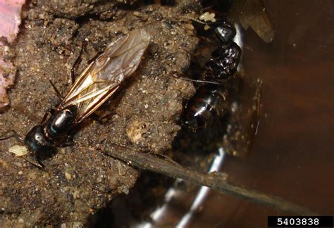 black carpenter ant (Camponotus pennsylvanicus)