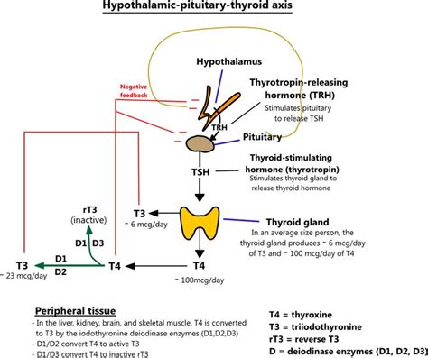 a diagram showing the hypophilic pathway and how it is used to treat