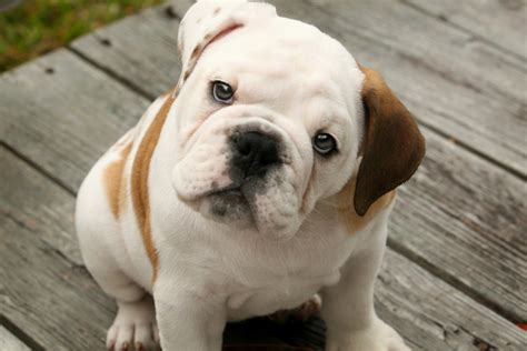 Cute Puppy Dogs: cute english bulldog puppies