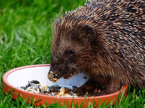 wallpaper hedgehog, food, bowl HD : Widescreen : High Definition ...