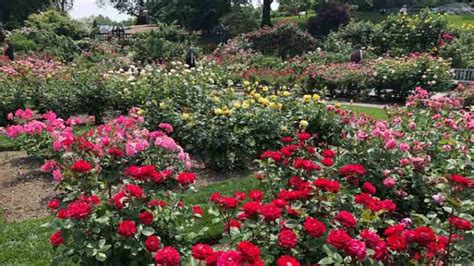 Roses In Full Bloom In The Bronx