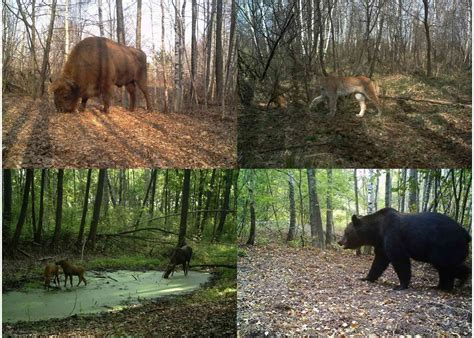 Chernobyl has become a refuge for wildlife 33 years after the nuclear ...