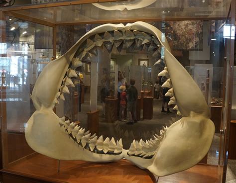 Megalodon Skeleton