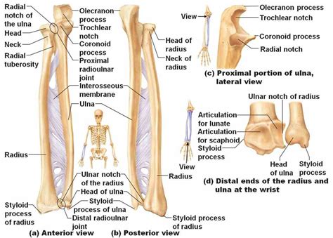 Radius Bone Labelled Diagram : Labeled Skeletal System Diagram ...