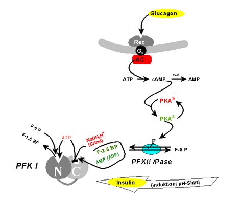 Phosphofructokinase 1