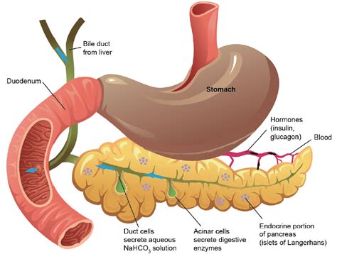 Pancreatic Polypeptide: Function & Associated Diseases - SelfHacked