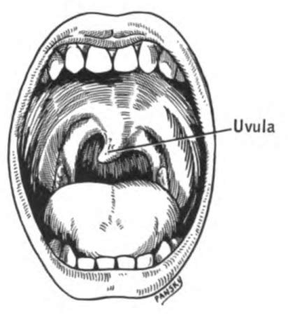 Glossopharyngeal Nerve | Definition, Function & Test - Lesson | Study.com