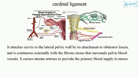 Cardinal Ligament Anatomy