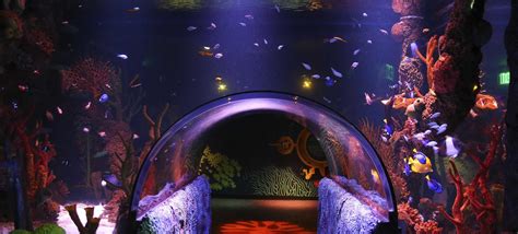 First look: Sea Life San Antonio aquarium opens Tuesday at the Shops at ...