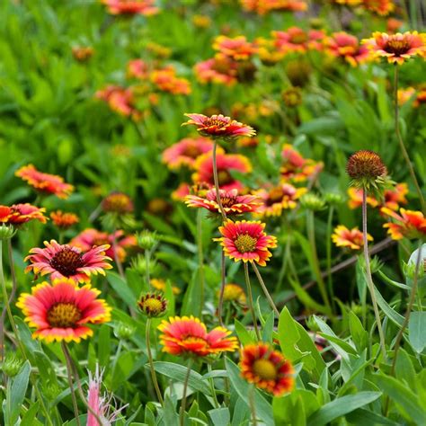 10 Longest Blooming Perennials | The Family Handyman