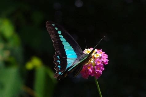 Blue Triangle Butterfly (Bangalore Butterflies) · iNaturalist