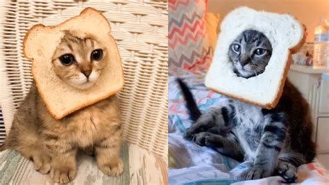 Cats In Bread