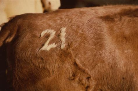 Livestock branding pays off | The Herald