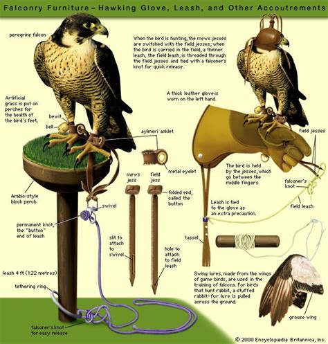 Falconry Jesses info sheet 1/2 | Falconry equipment, Falconry, Birds of prey