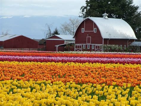 Skagit Valley Tulip Festival 2021: 10 Things to Know Before You Go!