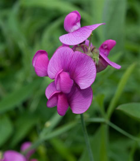 Lathyrus odoratus (Sweet pea)