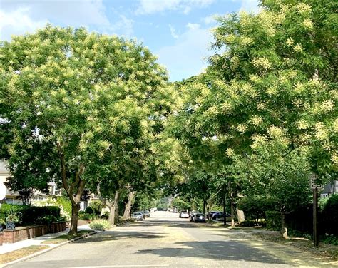 Tree Of The Week — Japanese Pagoda Tree - Providence Daily Dose