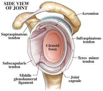 Glenoid Labrum Anatomy | Shoulder Joint Anatomy | Shoulder Specialist in Mumbai | Dr. Amyn Rajani