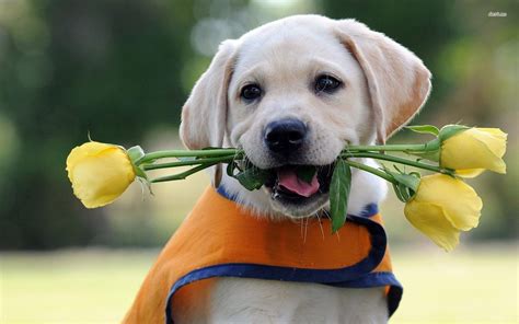 Labrador puppy with yellow roses wallpaper Animals And Pets, Baby ...