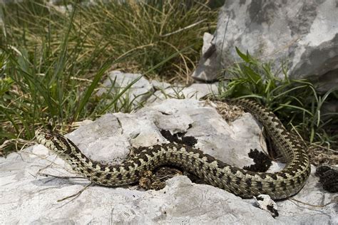 La Vipère d'Orsini, Vipera ursinii, est une espèce de serpents de la famille des Viperidae. D ...