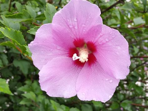 Free Images : petal, botany, flora, shrub, malvales, flowering plant, rose of sharon, chinese ...